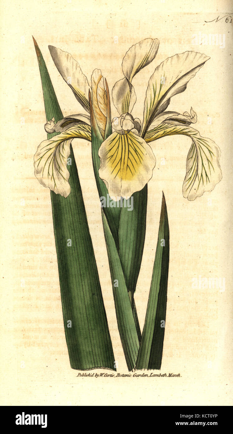 Turkish iris, Iris orientalis (Tall iris, Iris ochroleuca). Handcolured copperplate engraving after a botanical illustration from William Curtis' The Botanical Magazine, Lambeth Marsh, London, 1787. Stock Photo