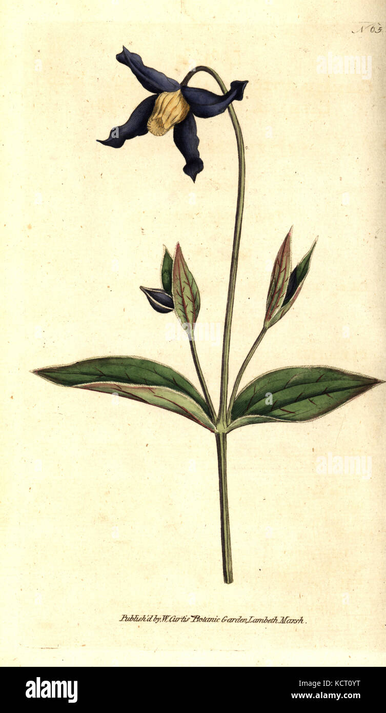 Entire-leaved clematis or virgin's bower, Clematis integrifolia. Handcolured copperplate engraving after a botanical illustration from William Curtis' The Botanical Magazine, Lambeth Marsh, London, 1787. Stock Photo