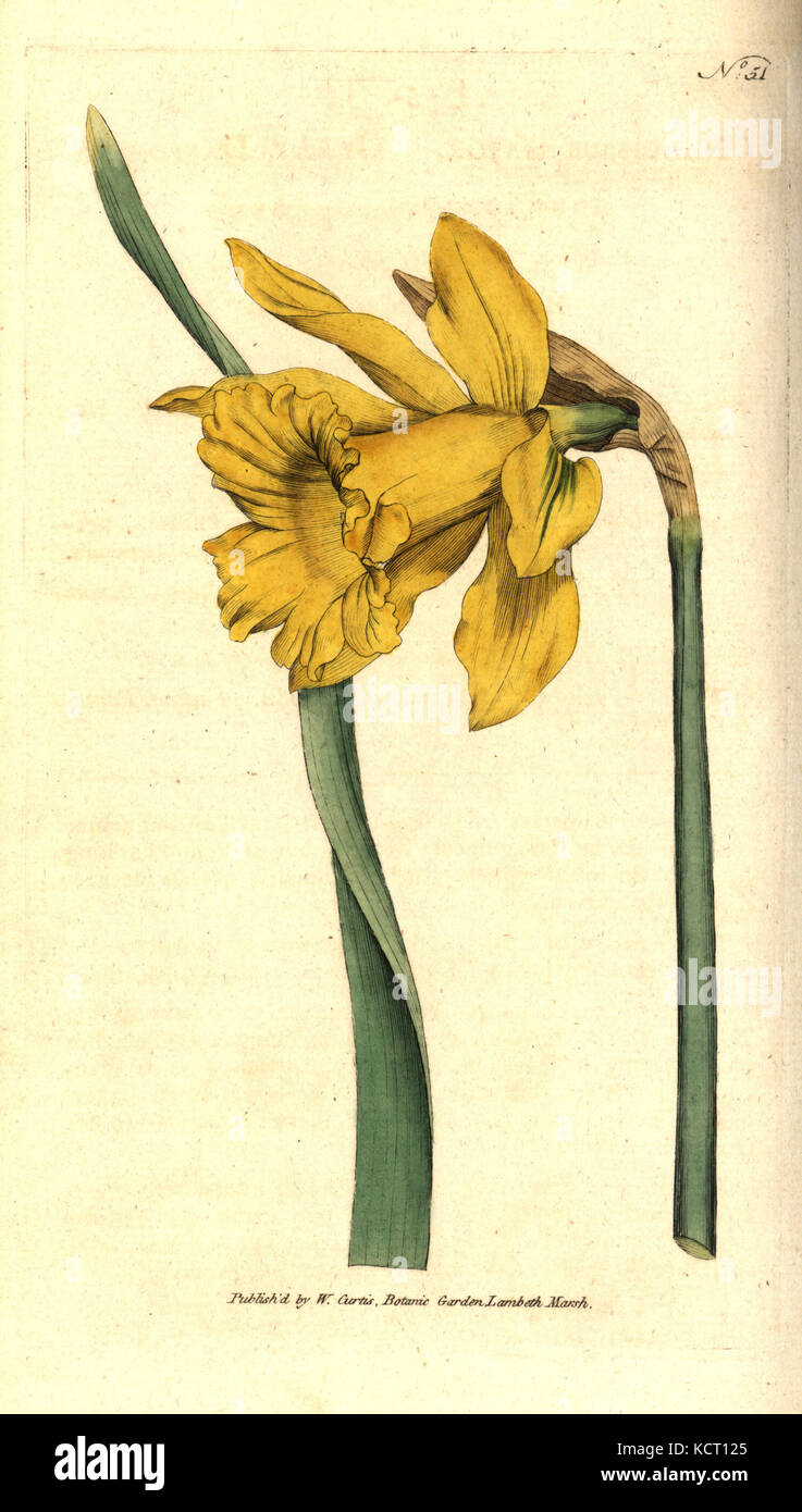 Spanish daffodil, Narcissus hispanicus (Great daffodil, Narcissus major). Handcolured copperplate engraving after a botanical illustration from William Curtis' The Botanical Magazine, Lambeth Marsh, London, 1787. Stock Photo
