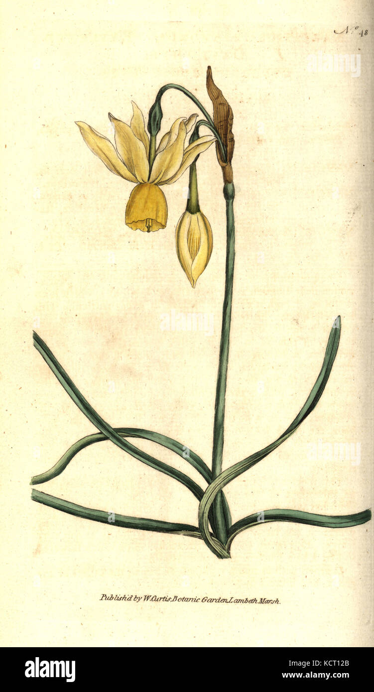 Reflexed daffodil, Narcissus triandrus. Handcolured copperplate engraving after a botanical illustration by James Sowerby from William Curtis' The Botanical Magazine, Lambeth Marsh, London, 1787. Stock Photo