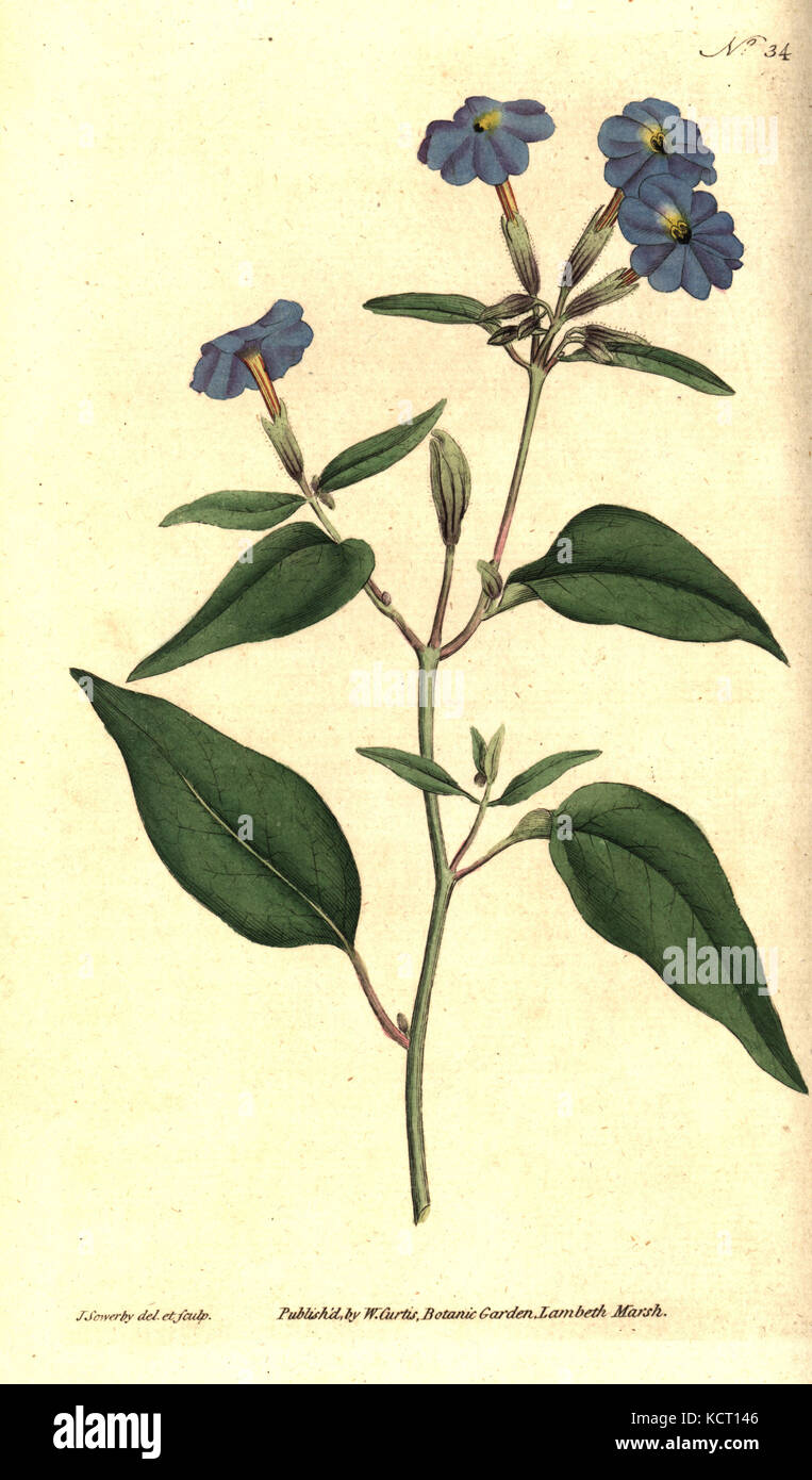 Jamaican forget-me-not, amethyst flower, or bush violet, Browallia americana (Tall browallia, Browallia elata). Handcolured copperplate engraving and botanical illustration by James Sowerby from William Curtis' The Botanical Magazine, Lambeth Marsh, London, 1787. Stock Photo