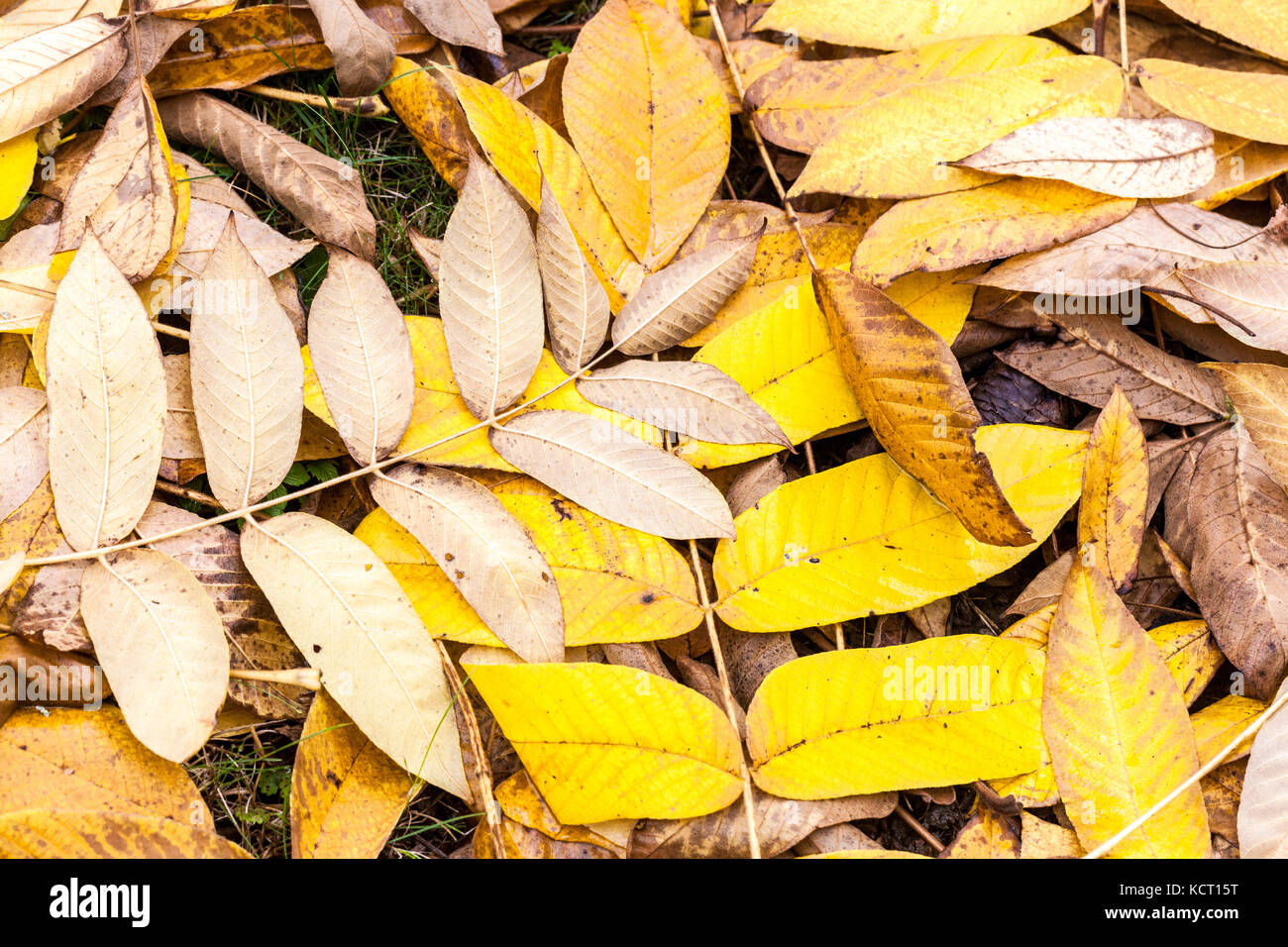 Juglans cathayensis, Chinese Walnut, yellow autumn fallen leaves Stock Photo