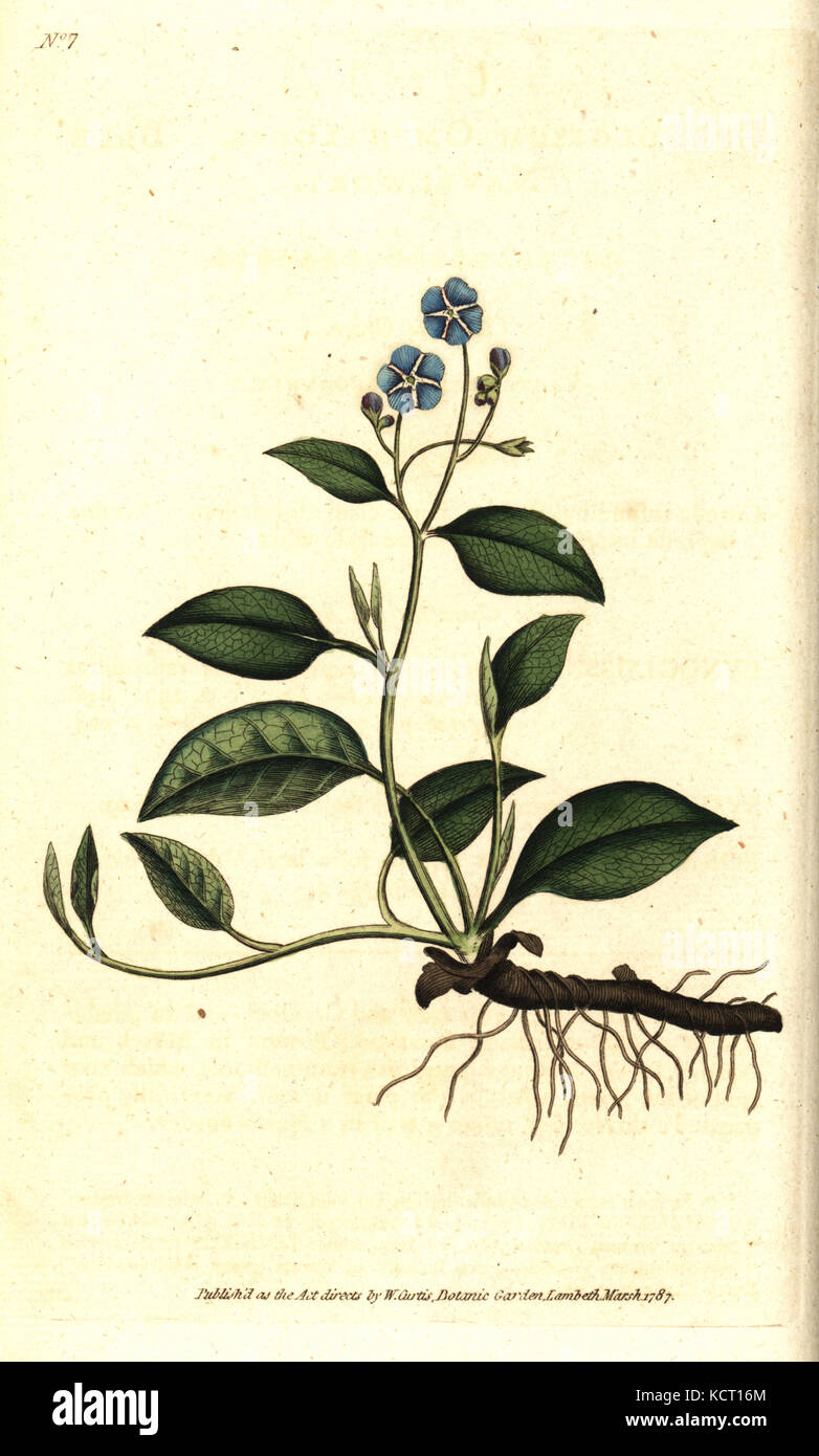 Creeping navelwort, Omphalodes verna (blue navelwort, Cynoglossum omphalodes). Handcolured copperplate engraving after a botanical illustration by James Sowerby from William Curtis' The Botanical Magazine, Lambeth Marsh, London, 1786. Stock Photo