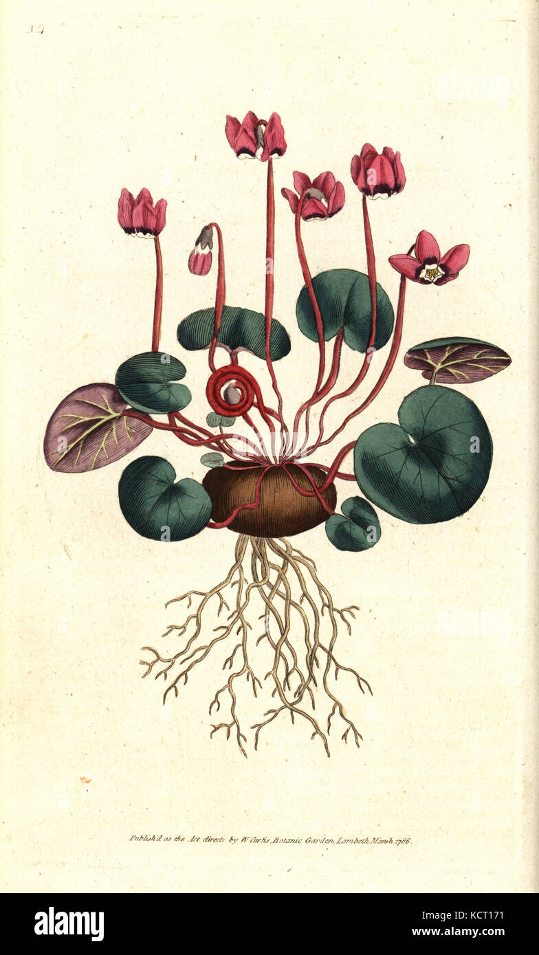 Round-leaved cyclamen, Cyclamen coum. Handcolured copperplate engraving after a botanical illustration by James Sowerby from William Curtis' The Botanical Magazine, Lambeth Marsh, London, 1786. Stock Photo