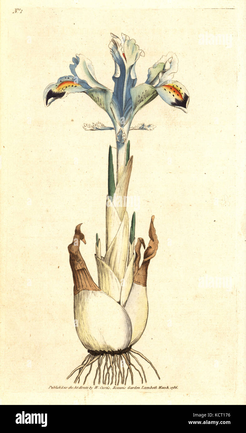 Persian iris, Iris persica. Handcolured copperplate engraving after a botanical illustration by James Sowerby from William Curtis' The Botanical Magazine, Lambeth Marsh, London, 1786. Stock Photo