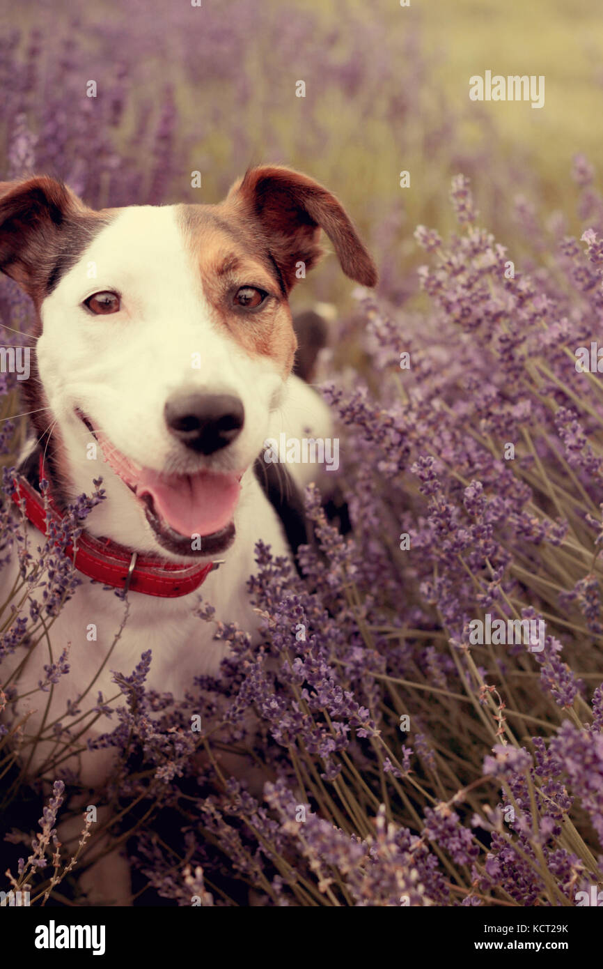 dog in lavender Stock Photo Alamy