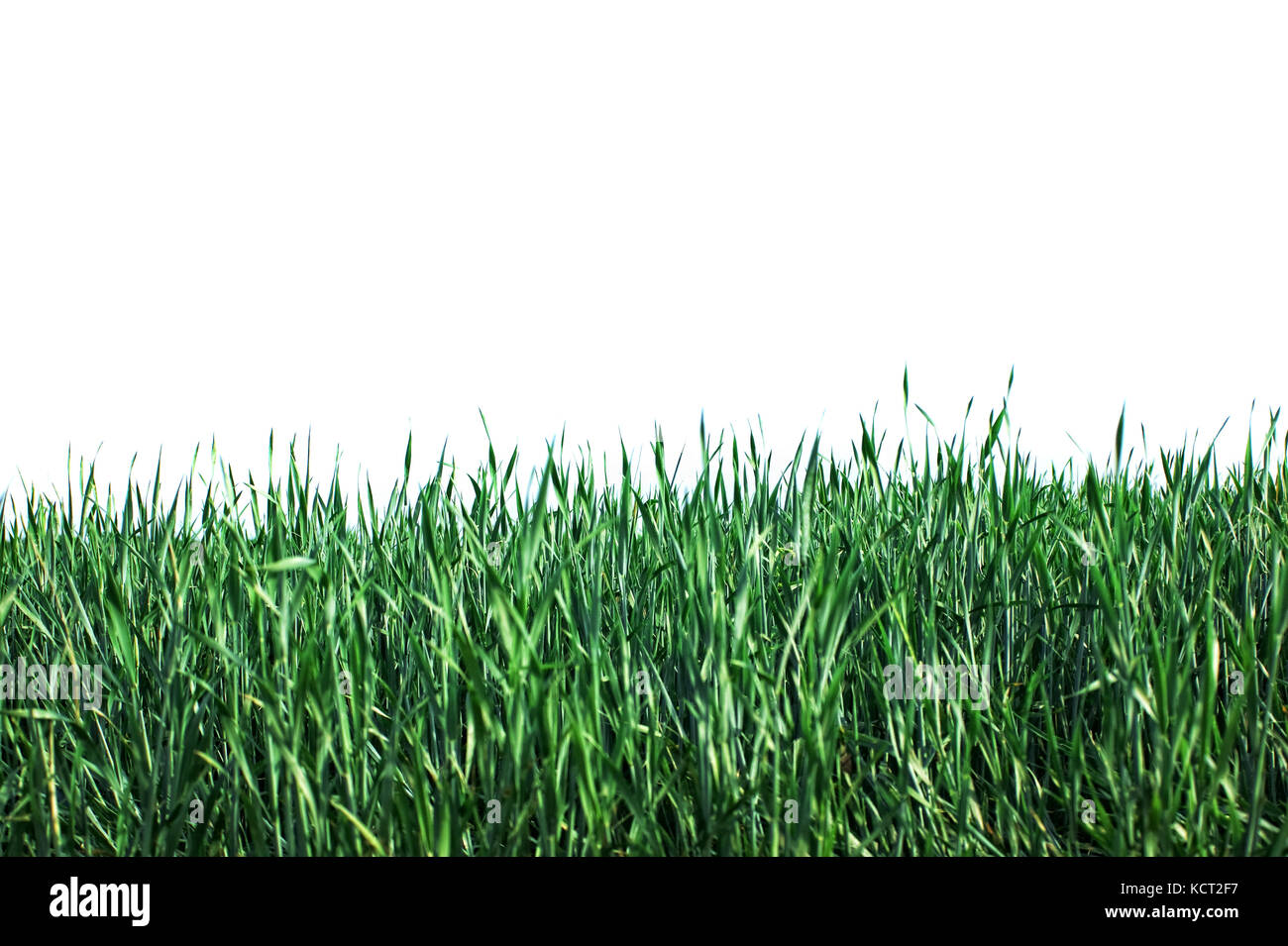 green grass isolated on white background Stock Photo - Alamy