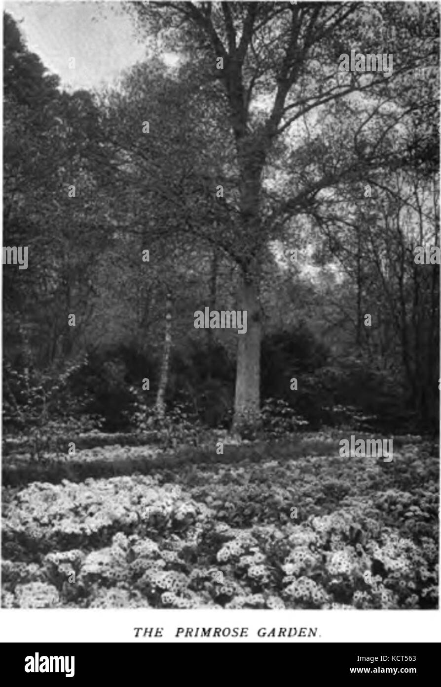 Vibrant colorful flower bloom Black and White Stock Photos & Images - Alamy
