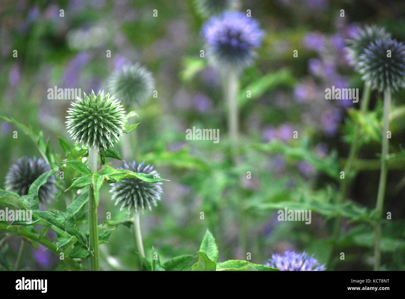 Blue Thistle Flowers in the Garden Stock Photo
