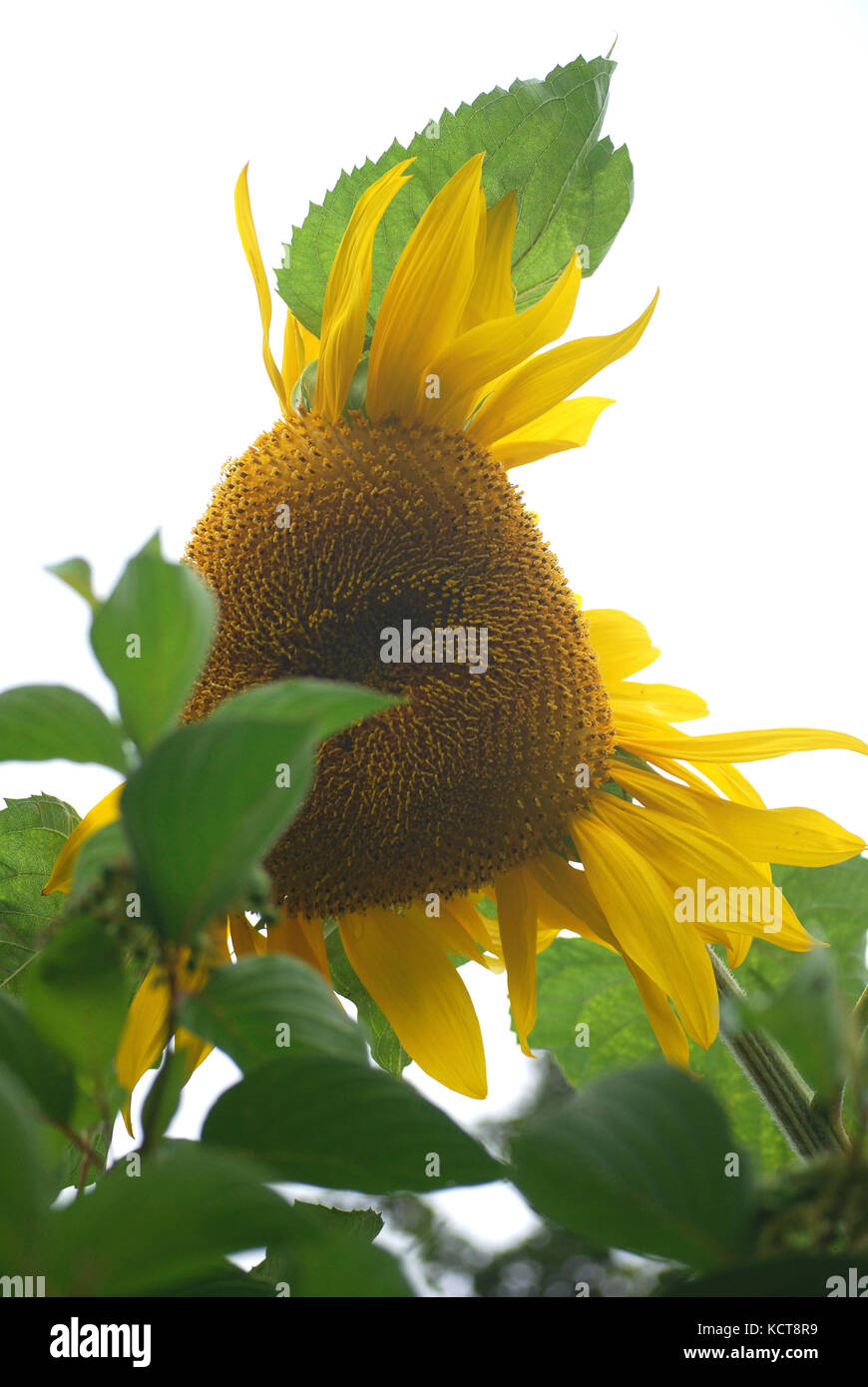 Mount sunflower hires stock photography and images Alamy