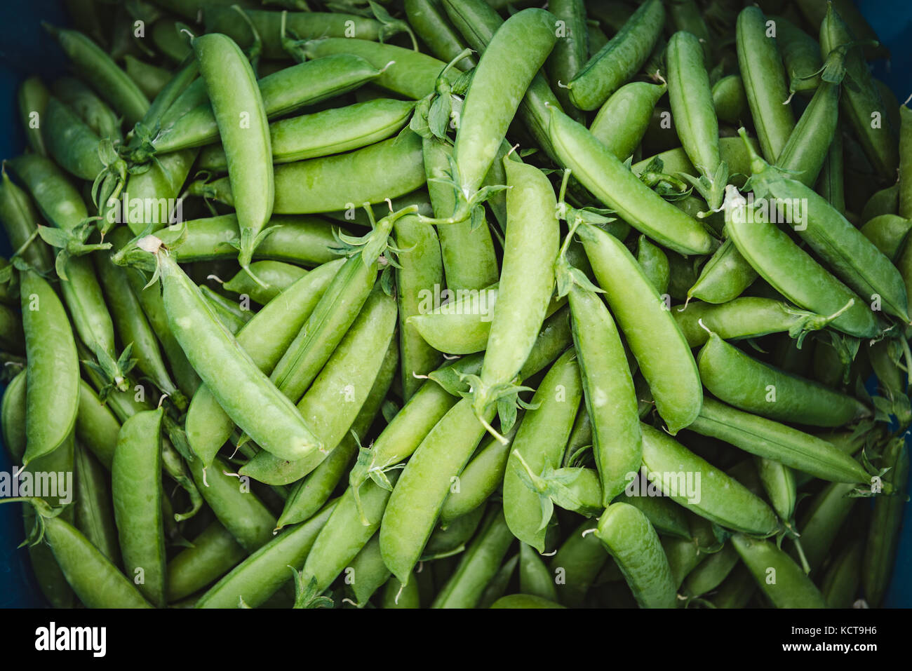 Peas plantation hires stock photography and images Alamy