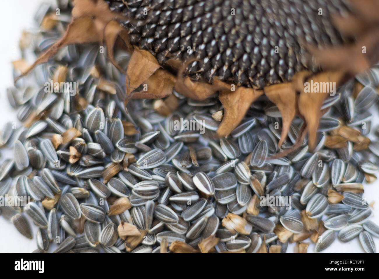 close up macro sunflower seeds and head Stock Photo Alamy