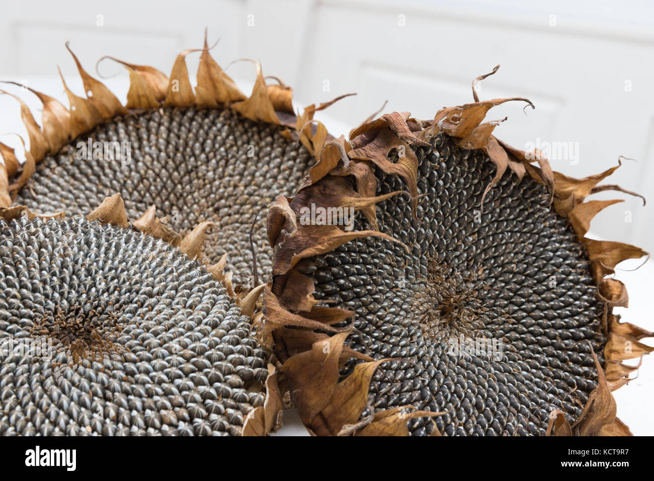 dried sunflower heads Stock Photo Alamy