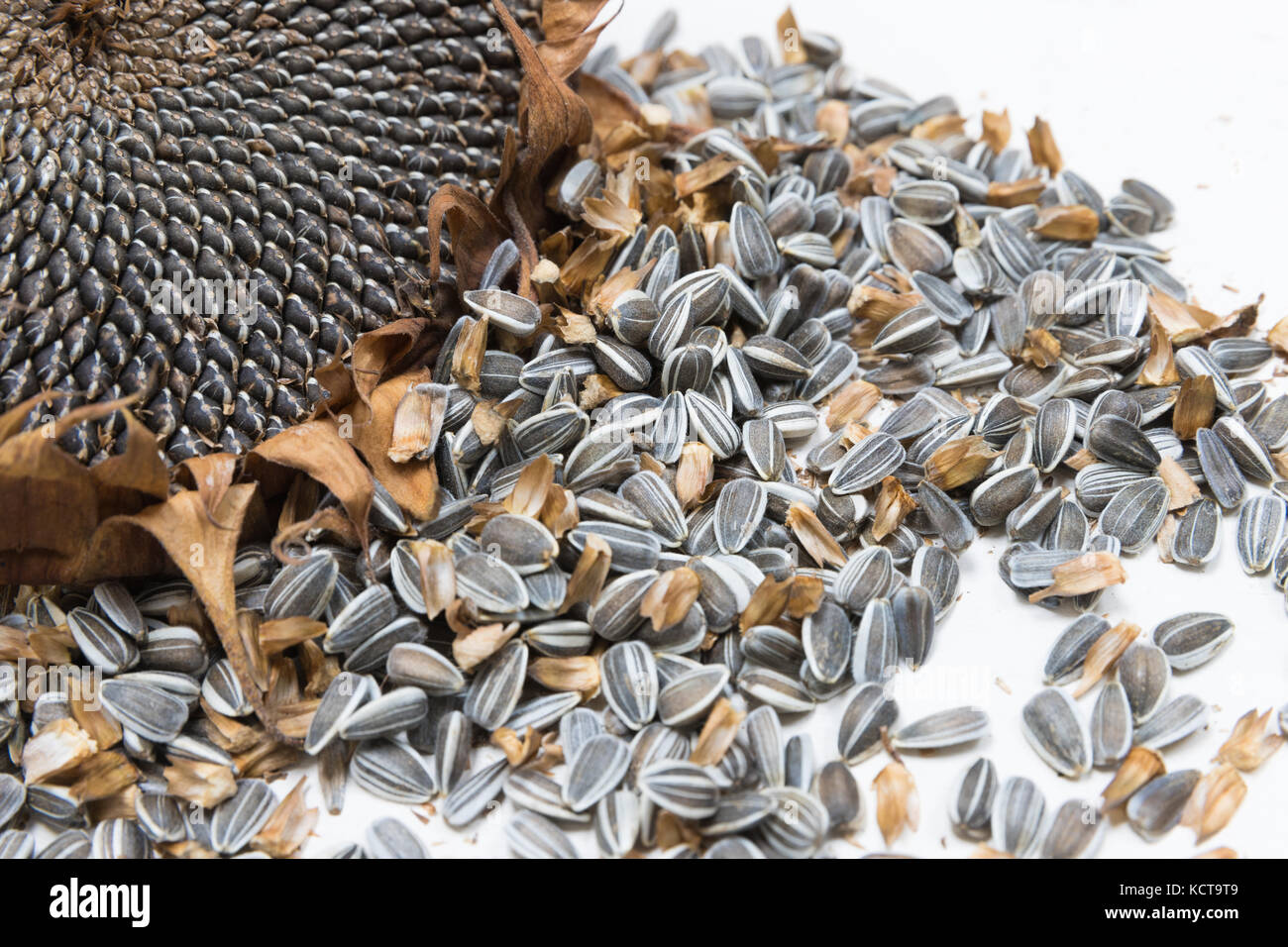 sunflower heads harvest seeds Stock Photo Alamy