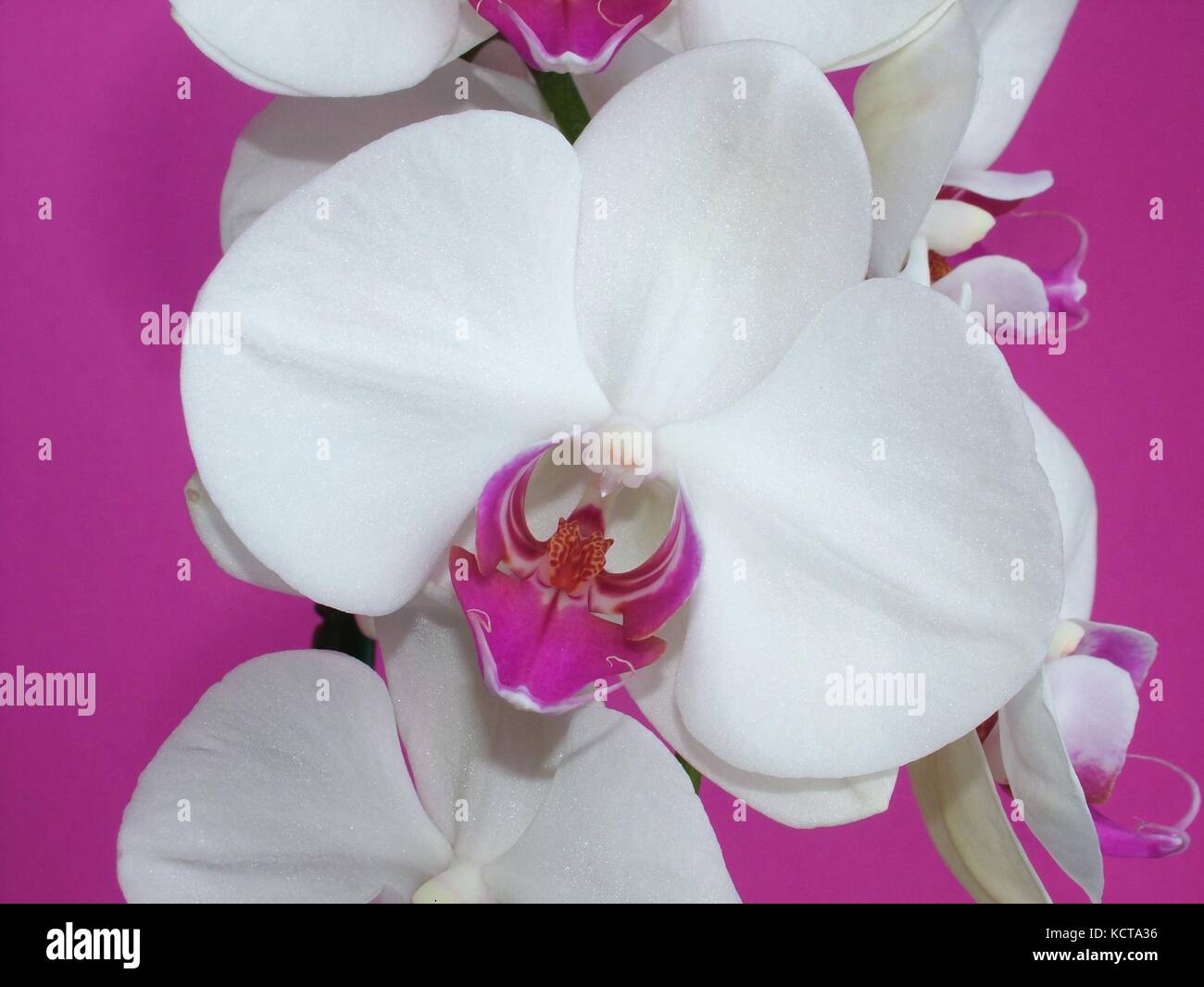 White orchid (Phalaenopsis) flower detail on a bright pink background Stock Photo
