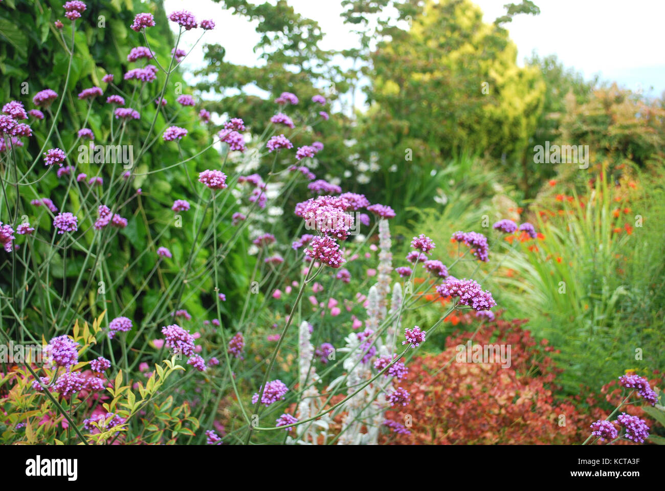 Plants Pacific Northwest Border