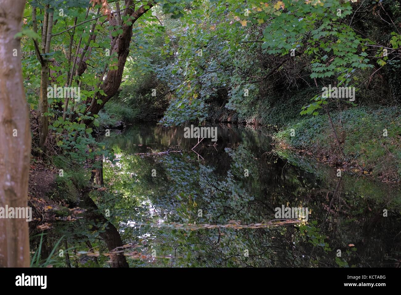 river mole autumn Stock Photo Alamy