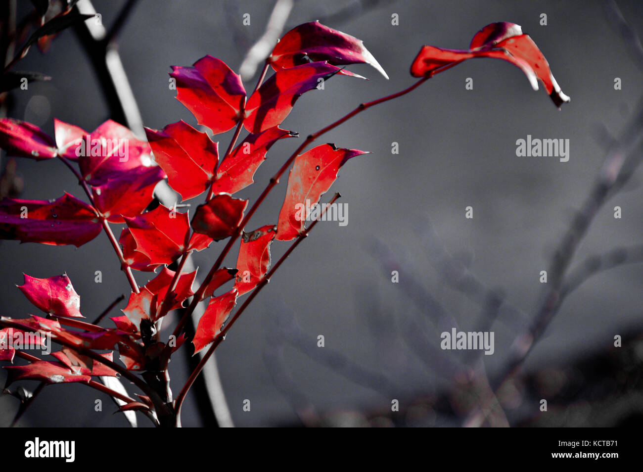 Red Petals Stock Photo