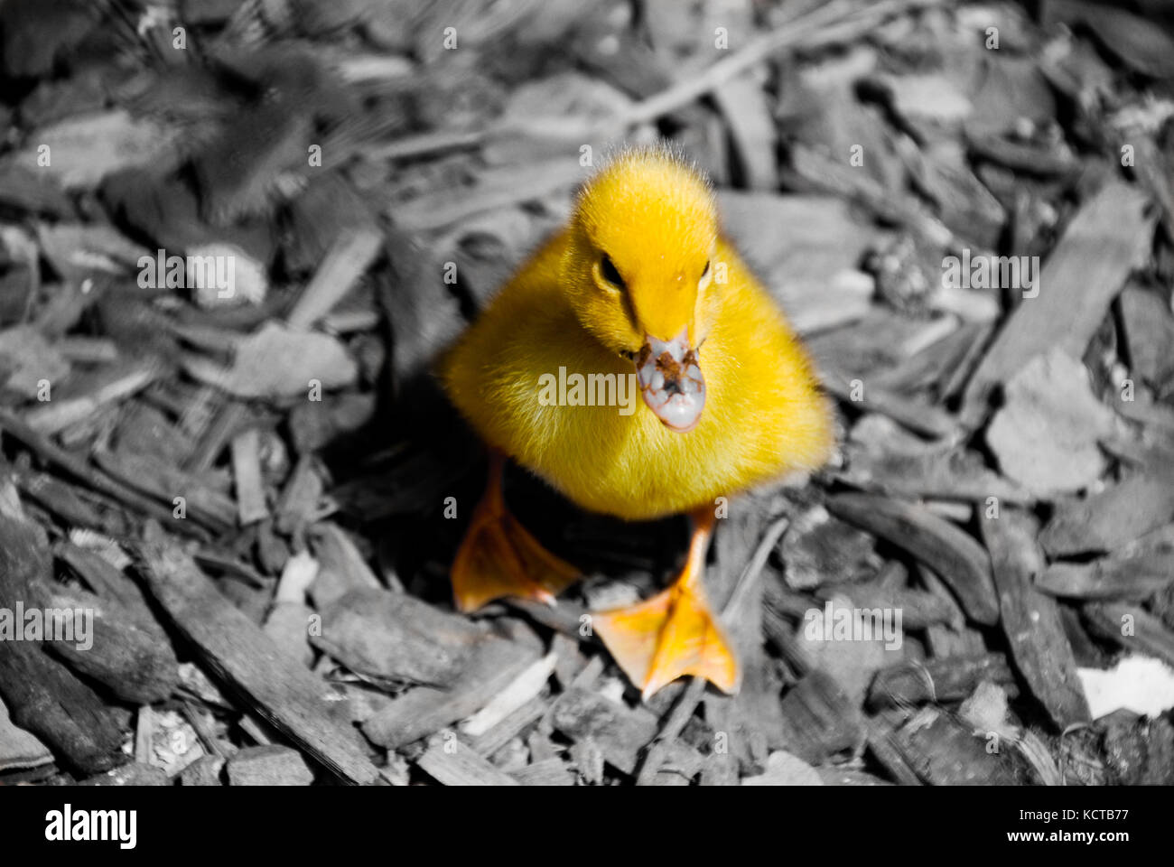Duckling Stock Photo