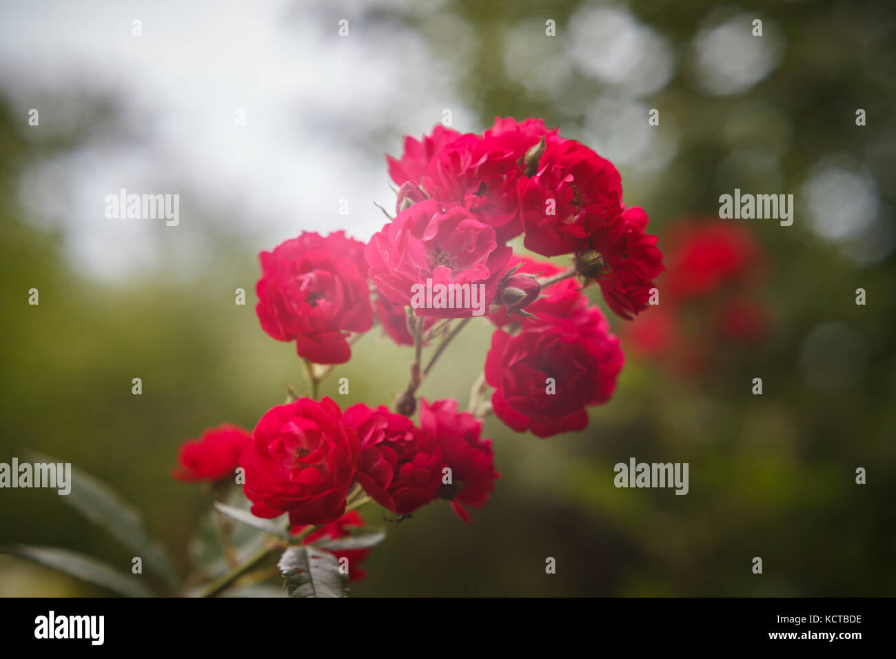 Beautiful red inflorescence of Rosa polyantha (macro) Stock Photo