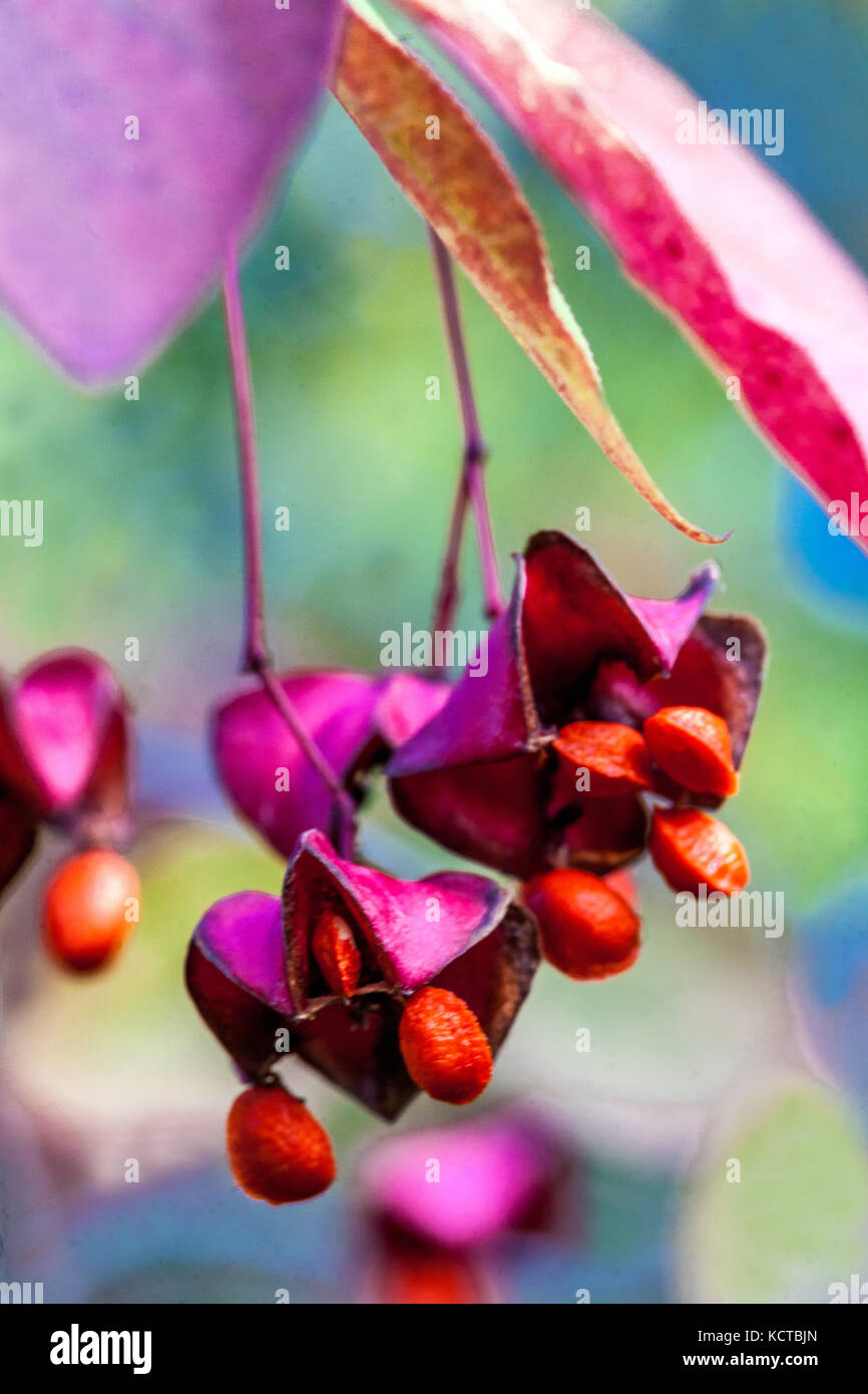 Broadleaf spindle Euonymus latifolius, autumn berries Stock Photo