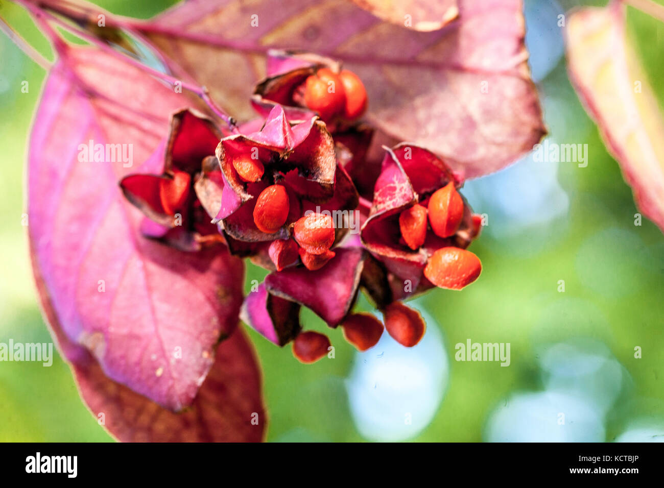 Broadleaf spindle Euonymus latifolius, autumn berries Spindle berries Stock Photo