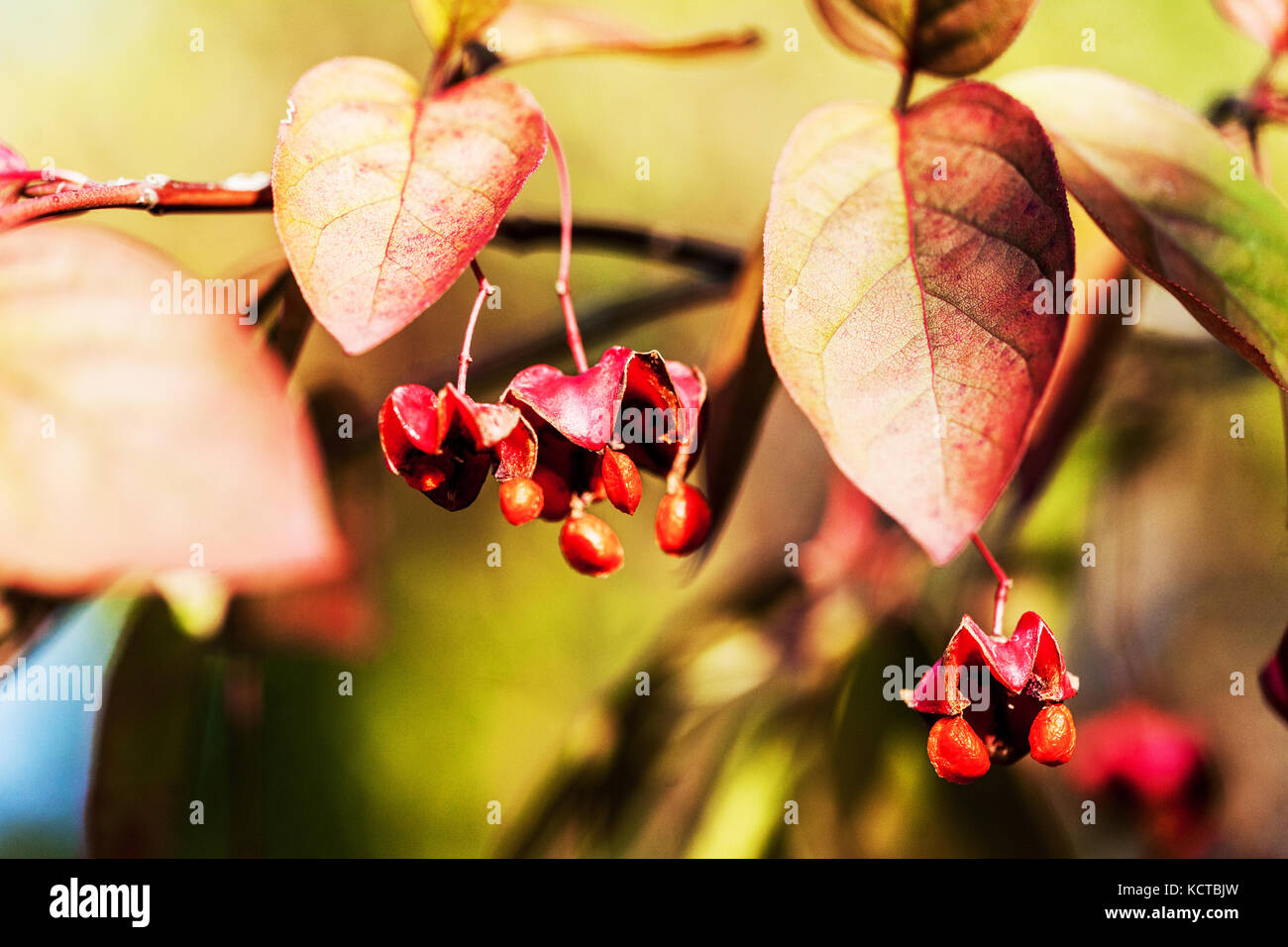 Broadleaf spindle Euonymus latifolius, autumn berries Stock Photo