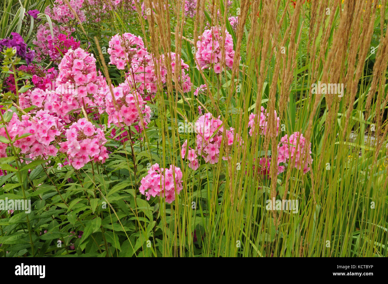 pink garden phlox and chinese silver grass in flowerbed Stock Photo