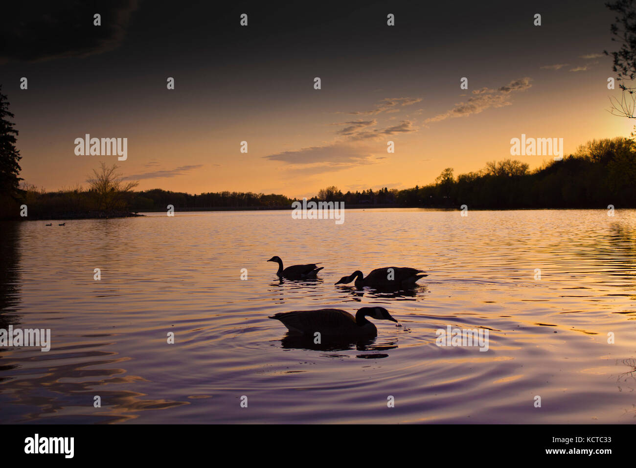 canadian wild Goose/Geese swimming in lakes and rivers with the sunset behind, geese couples swimming, parejas de ganzos nadando juntos Stock Photo
