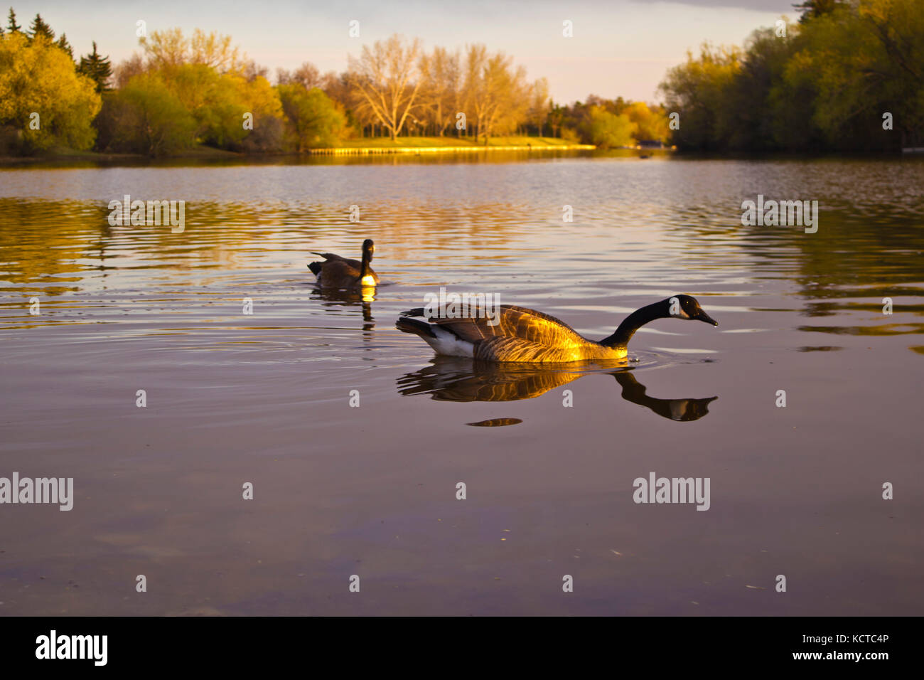 canadian wild Goose/Geese swimming in lakes and rivers with the sunset behind, geese couples swimming, parejas de ganzos nadando juntos Stock Photo