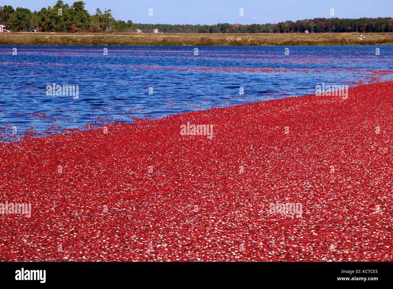Cranberry bog harvest farming new jersey hires stock photography and images Alamy