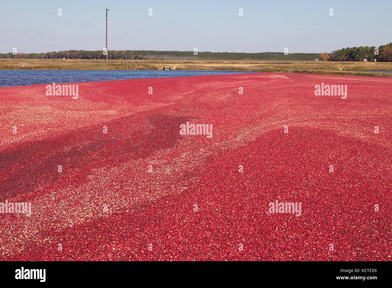 A cranberry bog is flooded before being wet harvested Stock Photo Alamy