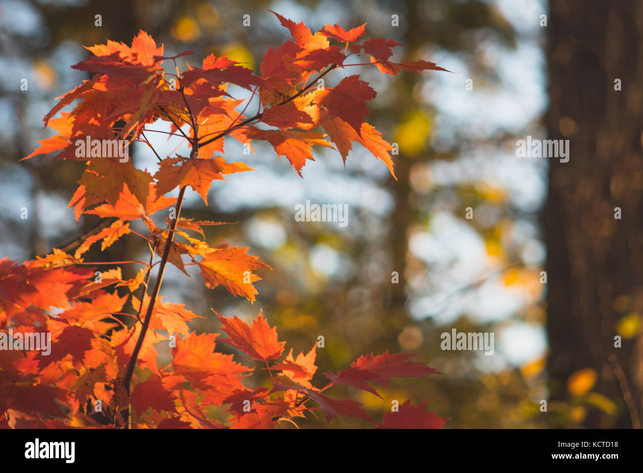 Brilliant Red Maple Leaves in Fall Stock Photo - Alamy