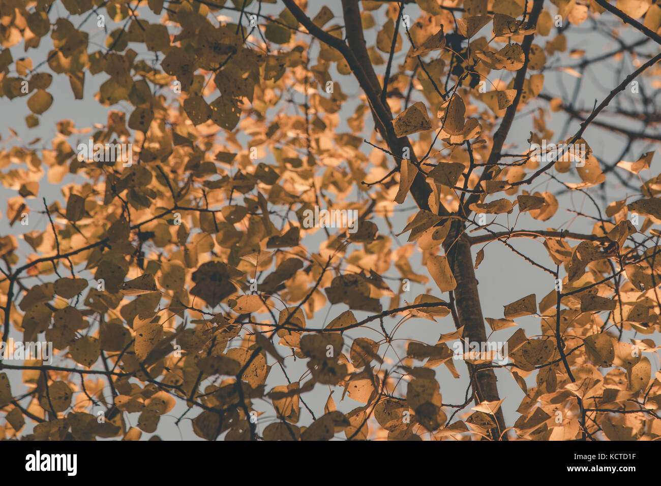 Aspen Tree with Golden Fall Leaves Stock Photo - Alamy