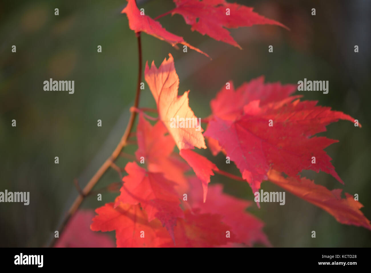 Bright Red Maple Leaves in Autumn Stock Photo - Alamy