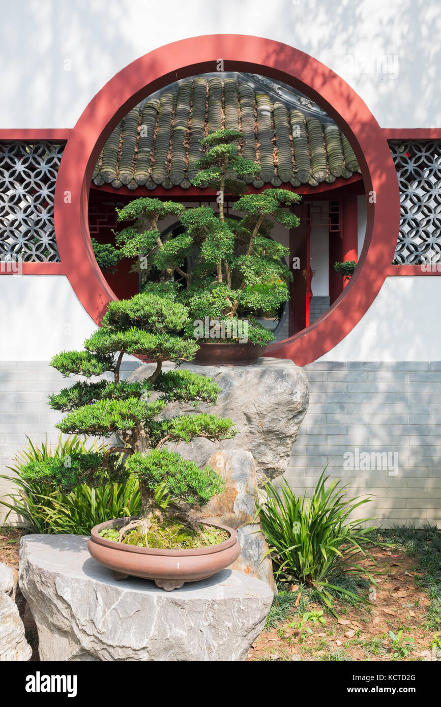 Bonsai tree in front of a white wall and traditional circular wi Stock Photo