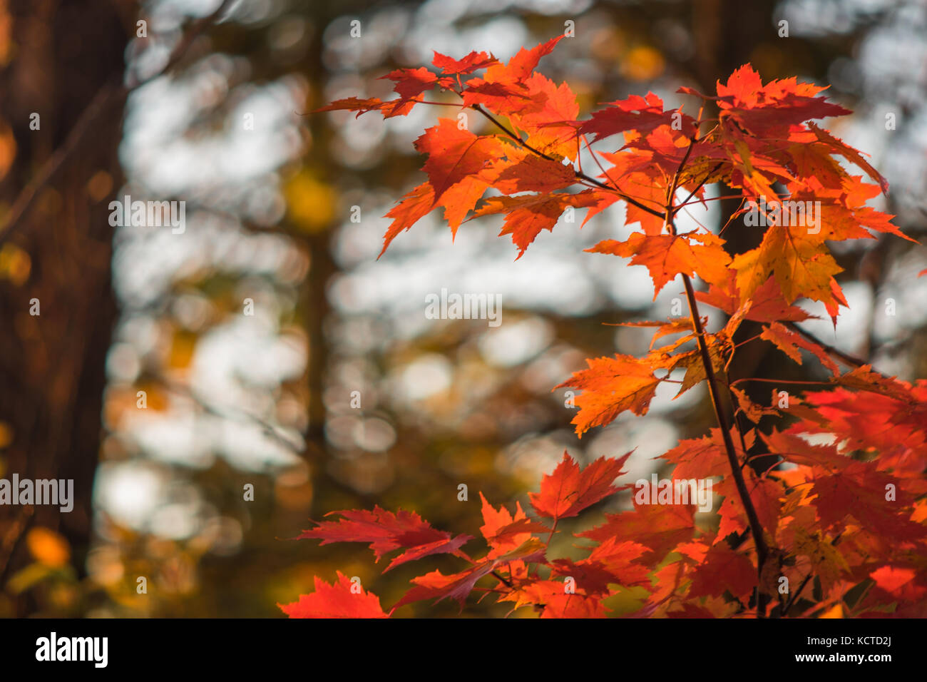Vibrant Maple Leaves in Autumn Stock Photo - Alamy