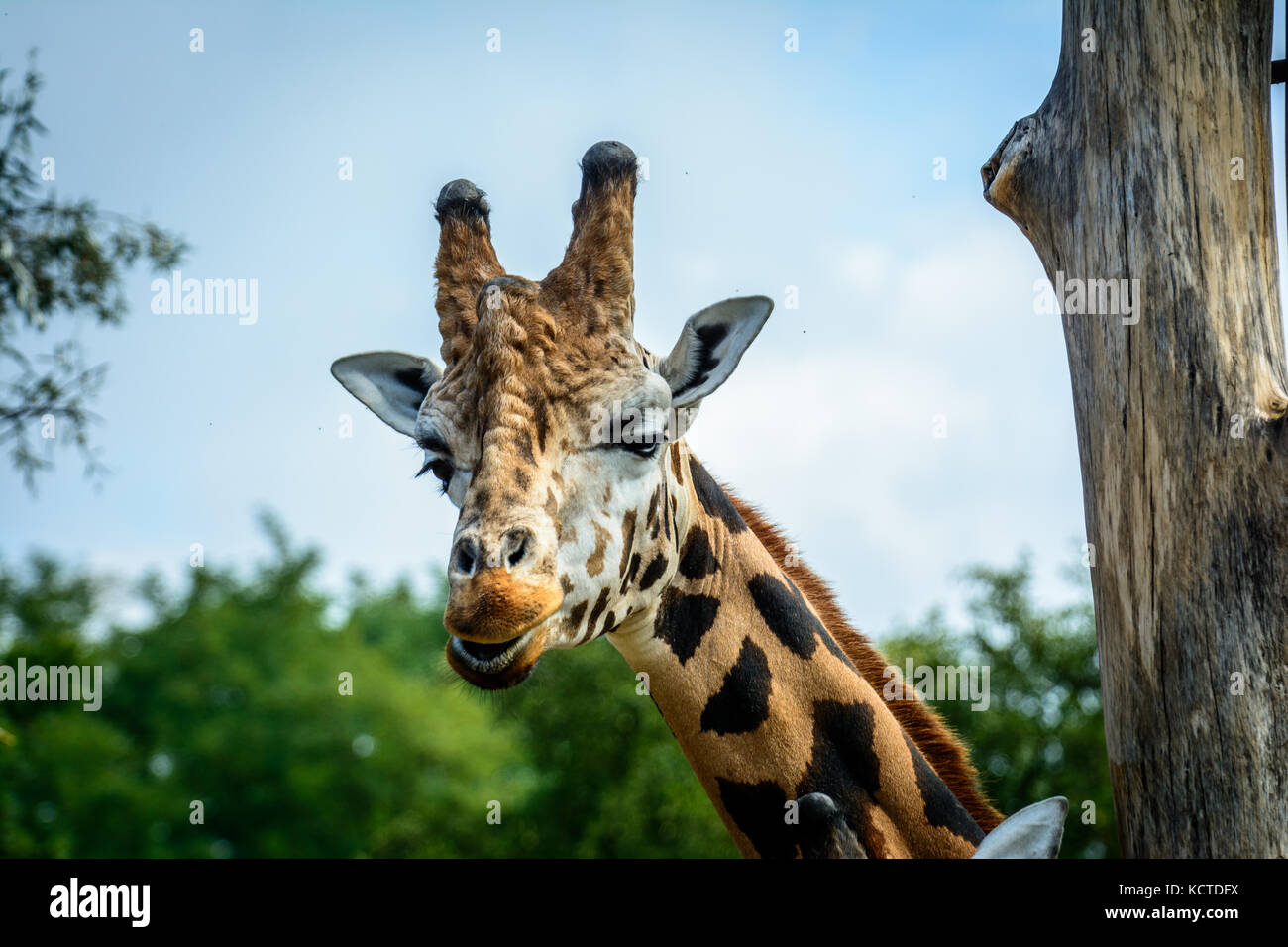 Portrait of Rothschilds giraffe (Giraffa camelopardalis rothschildi ...