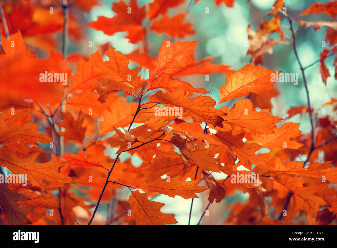 Oak branch with red leaves in the forest in autumn Stock Photo - Alamy