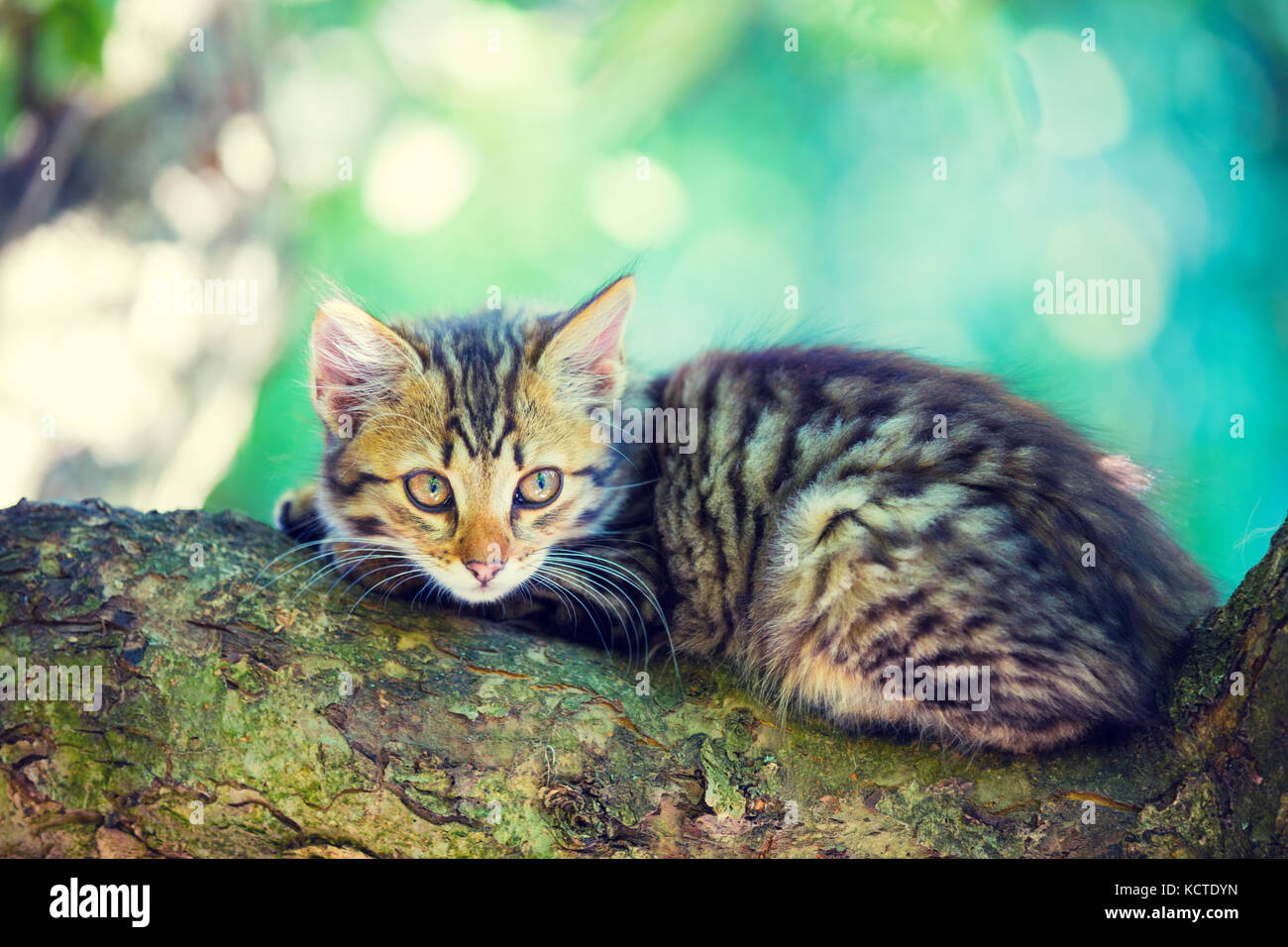 Cute little kitten lies on a tree branch in the garden Stock Photo - Alamy