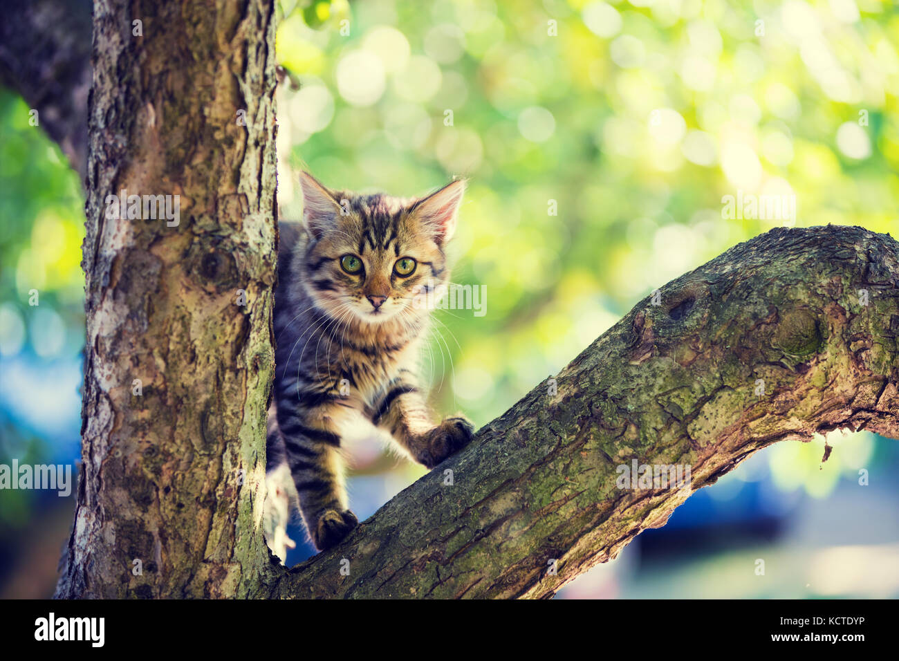 Cute little kitten sitting on a tree branch in the garden Stock Photo ...