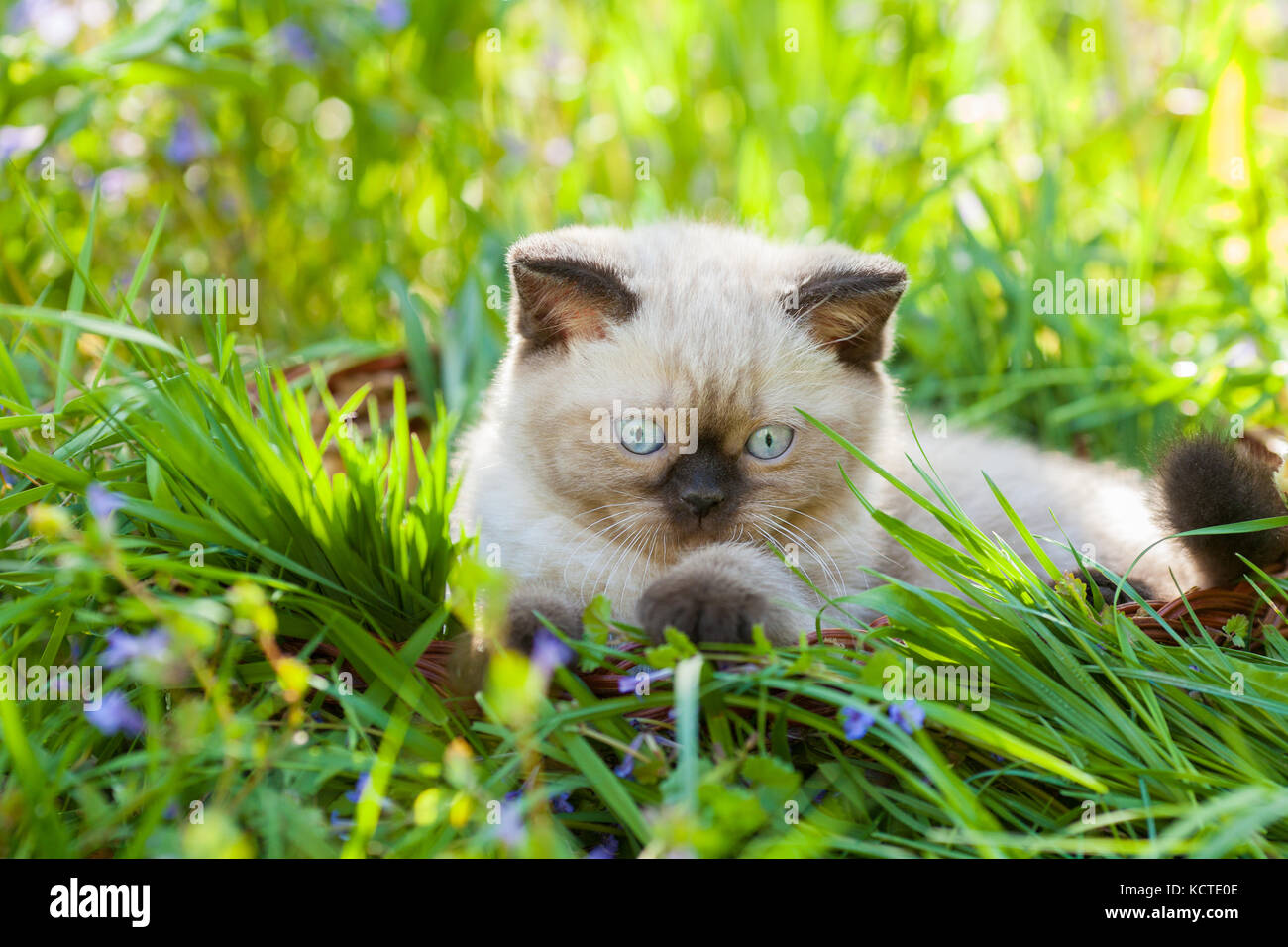Cute little siamese kitten lying in a grass Stock Photo - Alamy