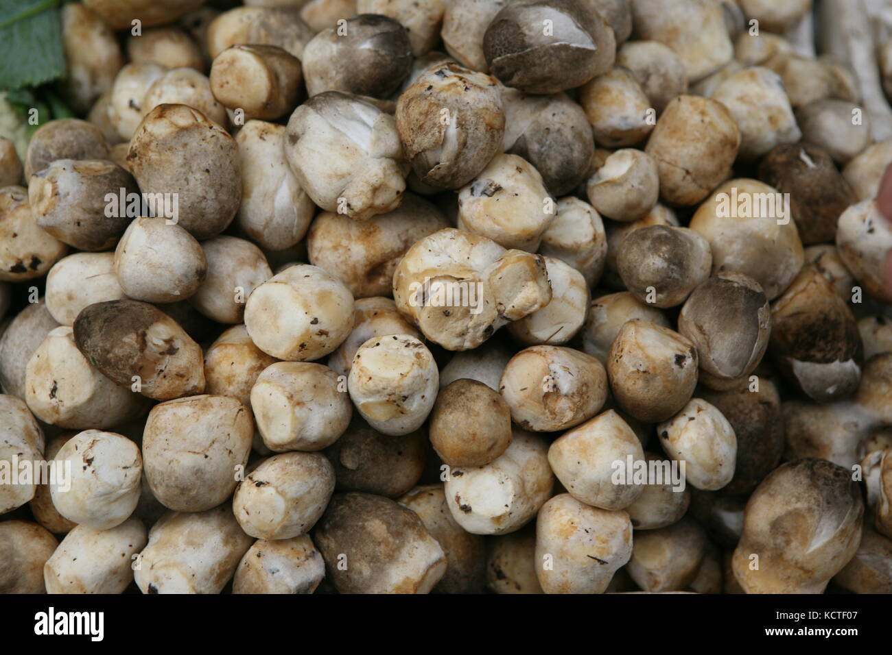 Asiatische Pilze - Strohpilz Hed Fang Stock Photo