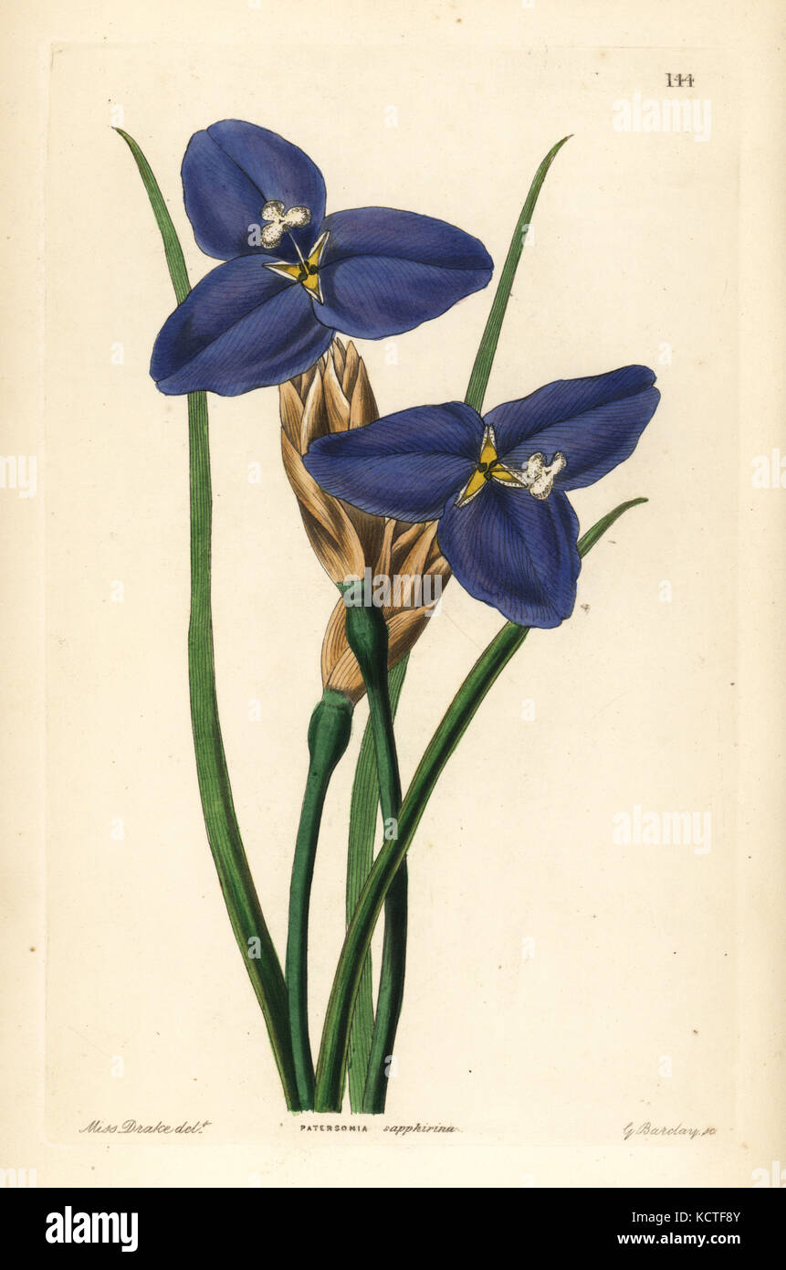 Native iris, Patersonia occidentalis (Sapphire patersonia, Patersonia