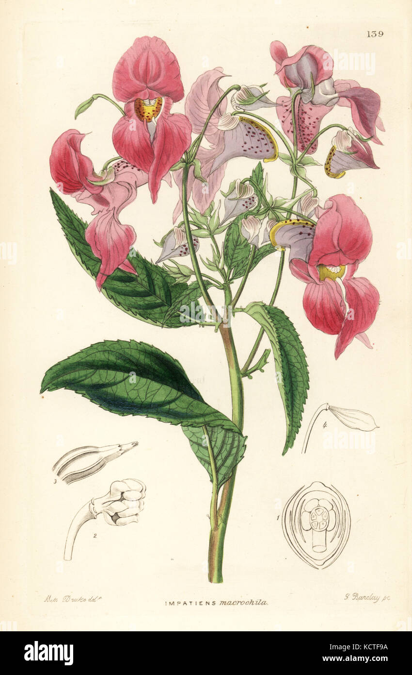 Himalayan balsam, Impatiens glandulifera (Large-lipped balsam, Impatiens macrochila). Handcoloured copperplate engraving by G. Barclay after Miss Sarah Drake from John Lindley and Robert Sweet's Ornamental Flower Garden and Shrubbery, G. Willis, London, 1854. Stock Photo