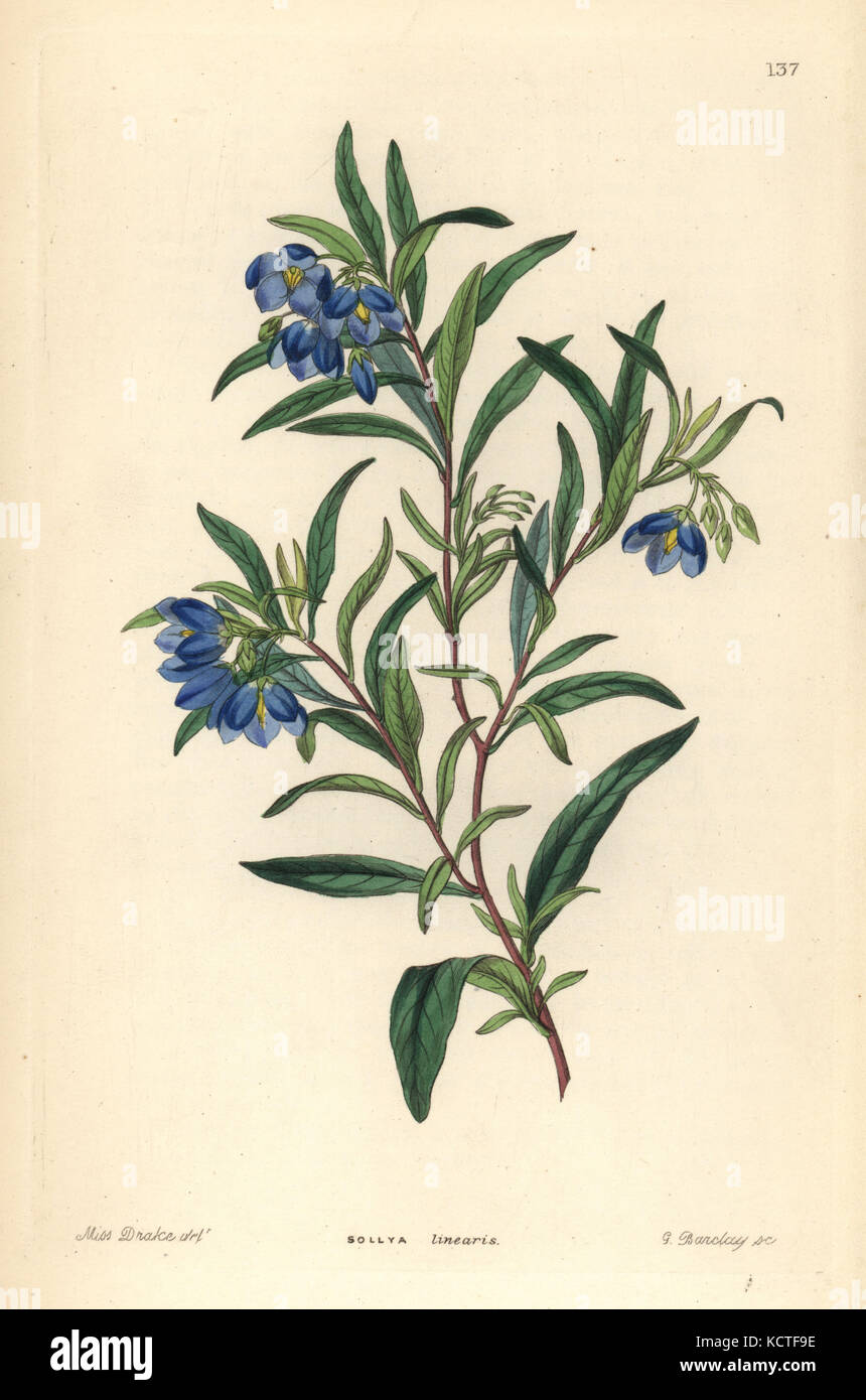 Australian bluebell, Billardiera fusiformis. (Narrow-leaved sollya, Sollya linearis). Handcoloured copperplate engraving by G. Barclay after Miss Sarah Drake from John Lindley and Robert Sweet's Ornamental Flower Garden and Shrubbery, G. Willis, London, 1854. Stock Photo