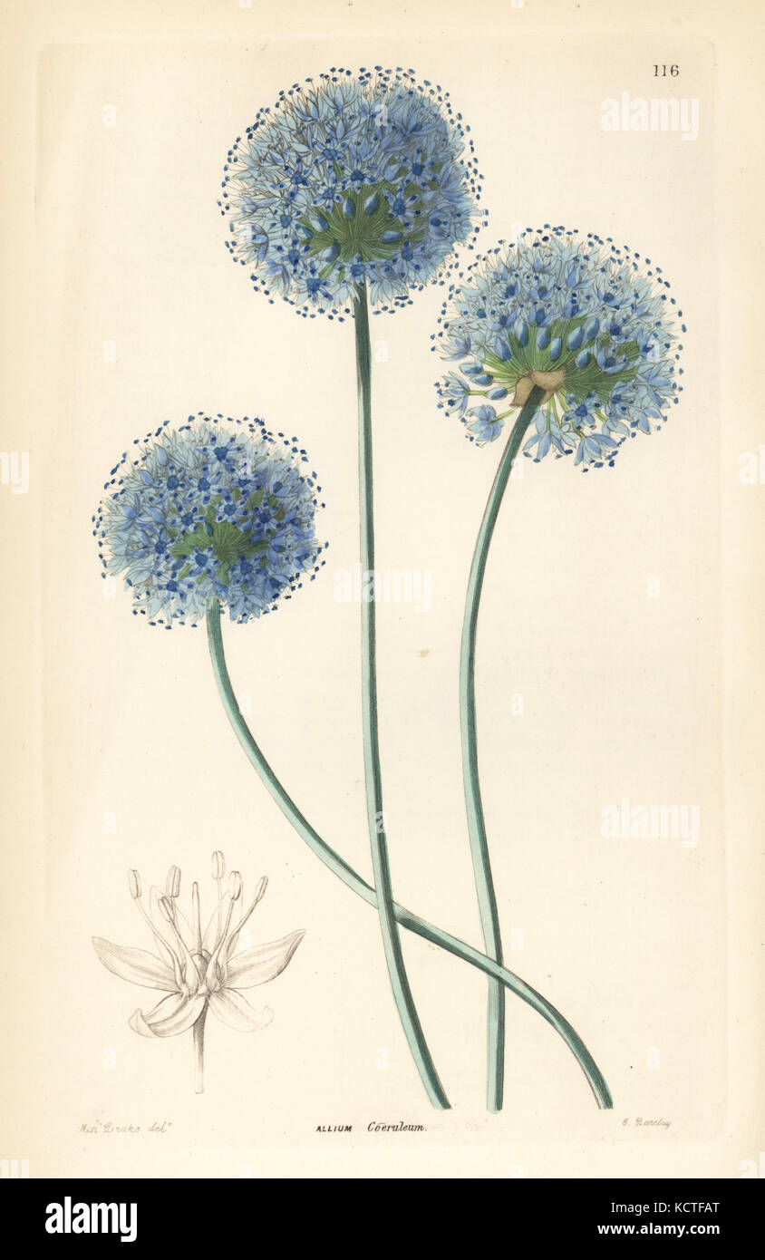 Blue leek, Allium caeruleum. Handcoloured copperplate engraving by G. Barclay after Miss Sarah Drake from John Lindley and Robert Sweet's Ornamental Flower Garden and Shrubbery, G. Willis, London, 1854. Stock Photo