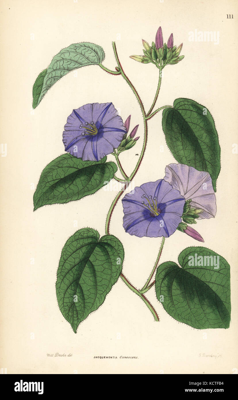 Skyblue clustervine, Jacquemontia pentanthos (Hoary jacquemontia, Jacquemontia canescens). Handcoloured copperplate engraving by G. Barclay after Miss Sarah Drake from John Lindley and Robert Sweet's Ornamental Flower Garden and Shrubbery, G. Willis, London, 1854. Stock Photo