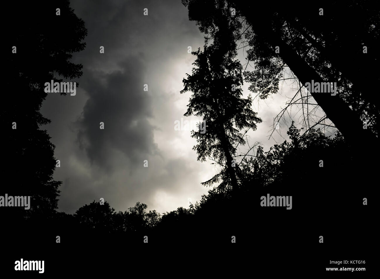 Low Angle View Of Pine Tree Silhouettes Against Stormy Sky Stock Photo