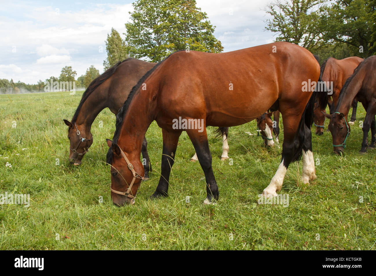 Recovering From Overeating Grass In Horses preview